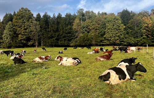 Emerging Trends and Success on Northeast Grass-Fed Dairy Farms