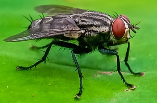 New World Screwworm: What Organic Farmers need to know and what their treatment options are