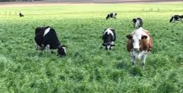 Renovating Drought Damaged Pastures
