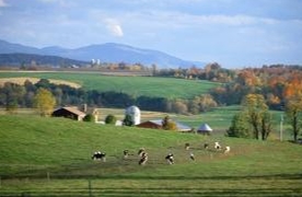 grazing cows