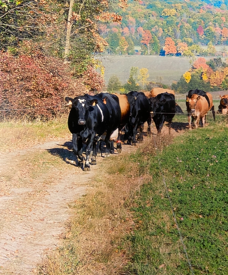 Cows grazing in autumn