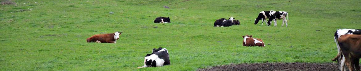 cows in field