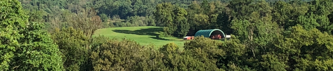 cows in field